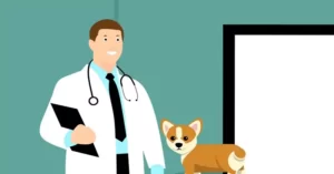 Read more about the article Top Things to Consider When Choosing a Vet